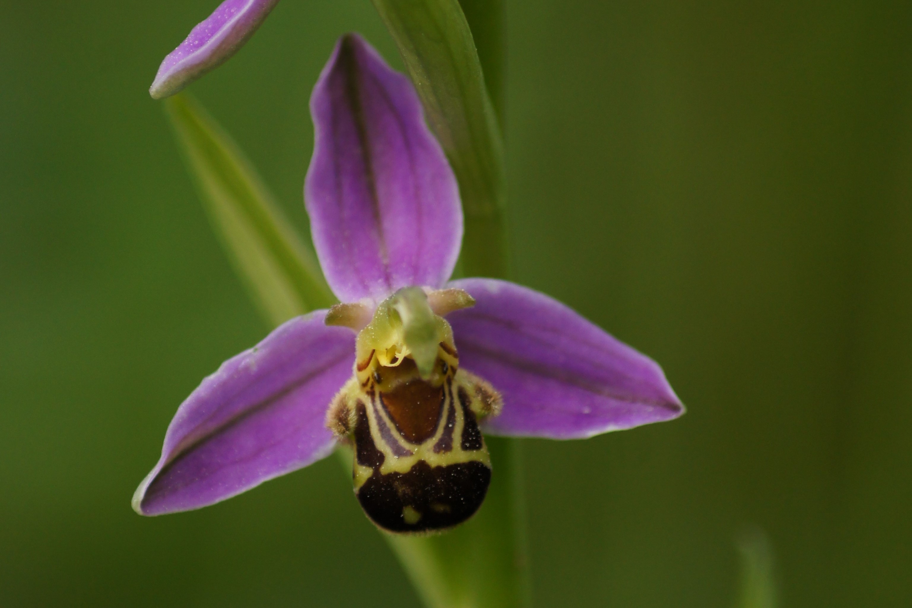 Inventaire Flore - Ophrys abeille